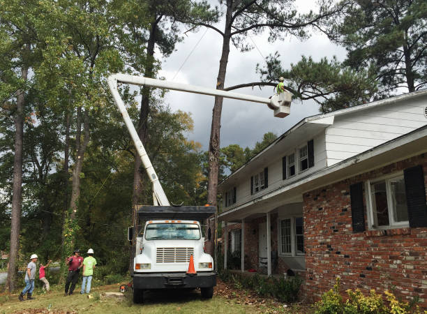 How Our Tree Care Process Works  in  Olivehurst, CA