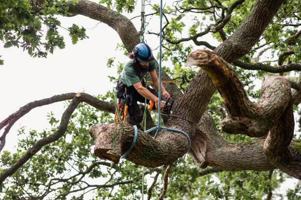 Best Utility Line Clearance  in Olivehurst, CA