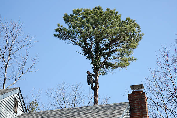 Trusted Olivehurst, CA Tree Care Experts